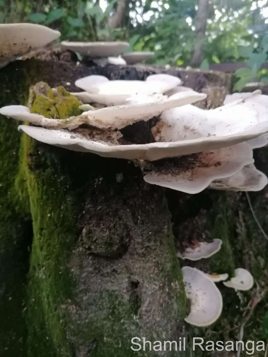 Trametes lactinea Berk. (1843)